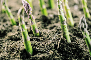 Grüner spargel wächst aus der erde