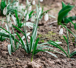 young sprouts of onions