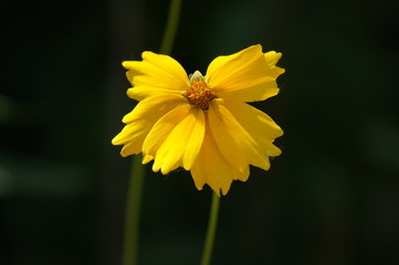 yellow flower on green background