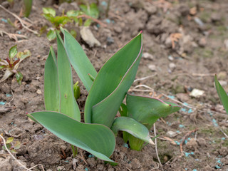 green plant in the garden
