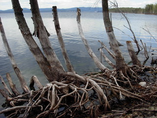 reeds on lake