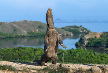 The Komodo dragon  stands on its hind legs. Scientific name: Varanus komodoensis. Biggest living lizard in the world. Rinca island. Indonesia.