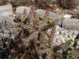 Cylindropuntia whipplei. Arbuste cactus ou cholla aux tiges ramifi&eacute;es, cylindriques et tortueuses aux &eacute;pines blanches et floraison jaune
