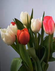 Tulips on a background. Bouquet of tulips