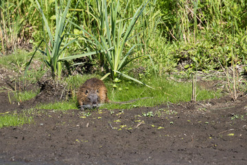 Ein Gras fressender Nutria am Ufer eines Flusses