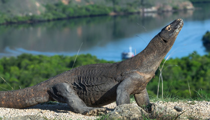 Komodo dragon.  The dragon raised his head. Scientific name: Varanus Komodoensis. Indonesia. Rinca Island.