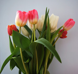 Tulips on a background. Bouquet of tulips.