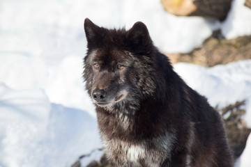 Wild black canadian wolf close up. Canis lupus pambasileus.