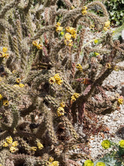 Cylindropuntia whipplei. Arbuste cactus ou cholla aux tiges ramifiées, cylindriques et tortueuses aux épines blanches et floraison jaune