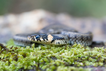 Junge Ringelnatter freigestellt in der Seitenansicht auf Moos