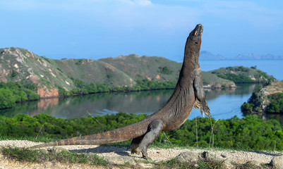 The Komodo dragon  stands on its hind legs. Scientific name: Varanus komodoensis. Biggest living lizard in the world. Rinca island. Indonesia.