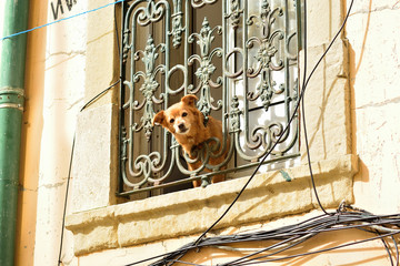 Redhead doggy leans out of the window grilles