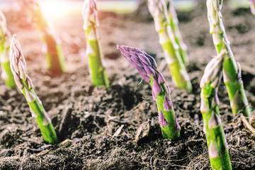 Grüner spargel wächst aus der erde