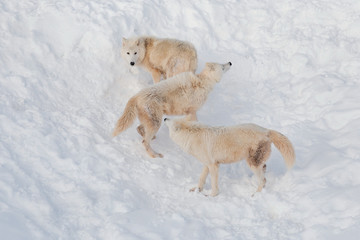 Three wild alaskan tundra wolves are playing on white snow. Canis lupus arctos. Polar wolf or white wolf.
