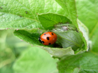 ladybug on green leaf
