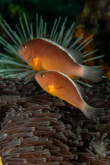 Clown Fishes