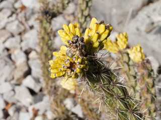 Cylindropuntia whipplei. Gros plan sur fleurs jaunes en cours d'éclosion du cactus arbustif...