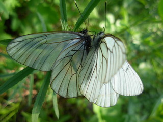 butterfly on leaf
