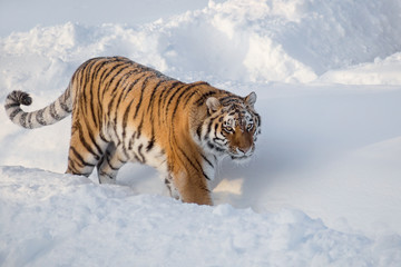 Fototapeta na wymiar Wild siberian tiger is looking for its prey. Panthera tigris tigris.
