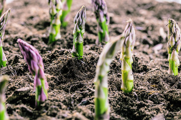 Grüner spargel wächst aus der erde