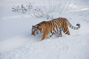 Fototapeta na wymiar Wild siberian tiger is walking on the white snow in the park. Panthera tigris tigris. Animals in wildlife.