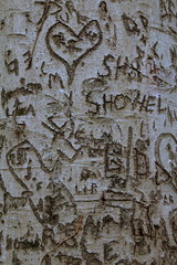 People have carved their initials on this old tree.