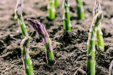 Grüner spargel wächst aus der erde