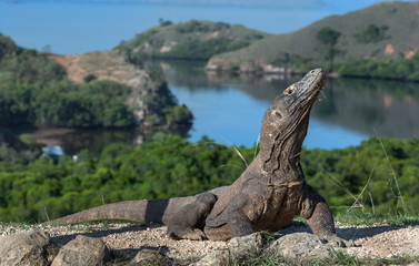 Komodo dragon.  Scientific name: Varanus Komodoensis. Indonesia. Rinca Island.