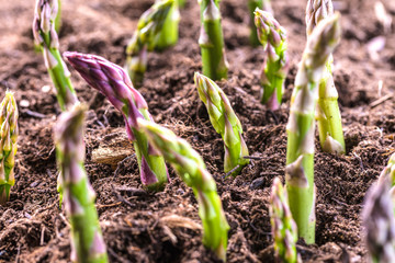 Grüner spargel wächst aus der erde