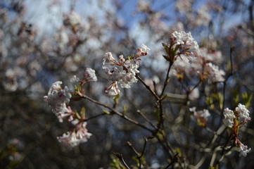 Closeup blooming viburnum farreri with blurred background in spring garden