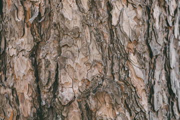 Bark of pine tree texture and background. 