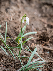 young plant in soil