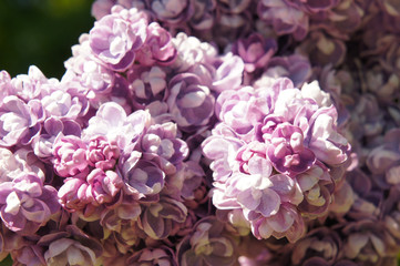 Double lilac purple flowers close up