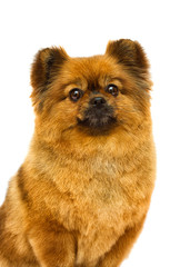 Obraz premium pomeranian dog looks on a white background