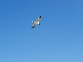seagull flying in the sky