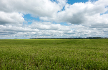 field with a green grass