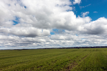 Fototapeta na wymiar field with a green grass