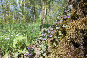 Fototapeta premium Glechoma (Lamiaceae) - wild cat's mint grows in a moss at a tree trunk