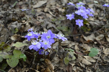 &nbsp;Closeup Hepatica nobilis - delicate spring blue flower with blurred background at spring garden