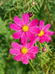 Pink  flowers of kosmeya close-up, vertical format_