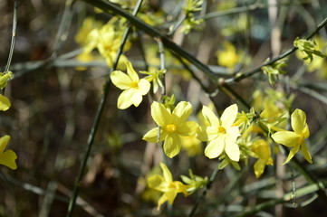 Closeup blooming yellow winter jasmine with blurred backgroung in spring garden