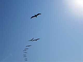 flock of seagulls flying in the sky