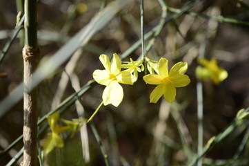Closeup blooming yellow winter jasmine with blurred backgroung in spring garden