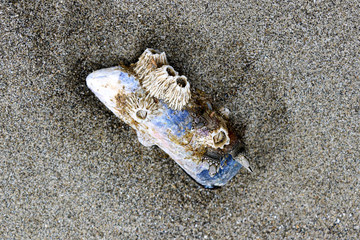 An abalone shell covered with shells lies on the sand after a low tide.