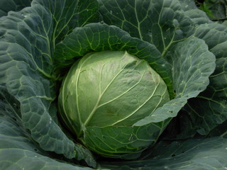 Obraz premium fresh green cabbage