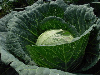 Obraz premium fresh green cabbage