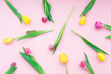 Spring flowers. Tulip on pink background. Flat lay, top view