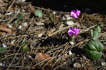 Closeup Cyclamen coum with pink flowers and blurred backgrund in sping forest