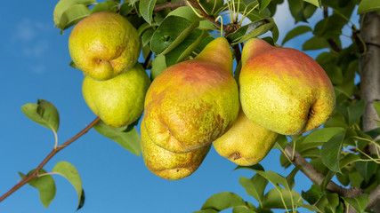 Pear fruit. Close up of a tree with a crop against a blue sky and green garden. Industrial Gardening