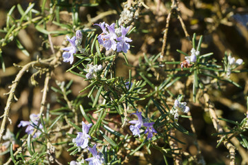 Rosemary plant with purple flowers in a garden during spring